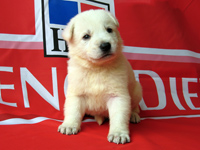 ホワイトシェパード子犬 2007/04/19産まれ 生後3週間 男の子