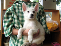 ホワイトシェパード子犬 2007/05/07産まれ