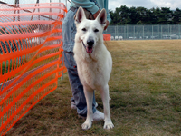 ホワイトシェパード子犬の父犬「クール」