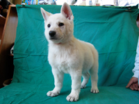 ホワイトシェパード子犬 2008/11/23 産まれ