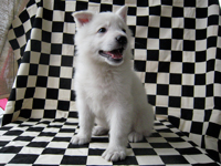 ホワイトシェパード子犬 2008/12/29 産まれ