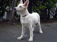 ホワイトシェパード子犬 2010/01/18 産まれ
