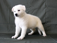 ホワイトシェパード子犬 2010/05/25 産まれ (2010/07/08 撮影)