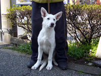 ホワイトシェパード子犬 2011/12/14 産まれ (2012/04/05 撮影)
