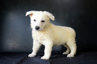 ホワイトシェパード子犬 2015/05/19 産まれ (2015/07/10 撮影)