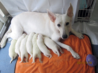 ホワイトシェパード ALRUM と子犬たち (2011/11/10 撮影)